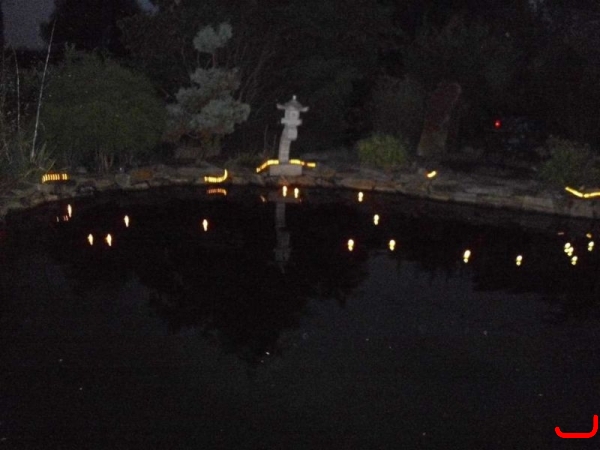 Lichter Koi