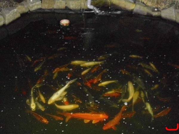 Lichter Koi