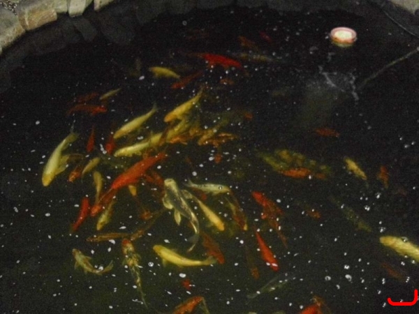 Lichter Koi