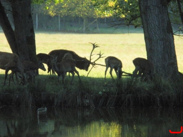 Wildpark Vosswinkel