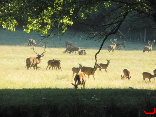 Wildpark Vosswinkel