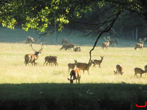 Wildpark Vosswinkel