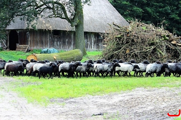Ausflug Heide, Hermannsburg_1