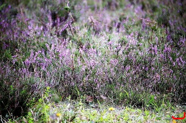 Ausflug Heide, Hermannsburg_1