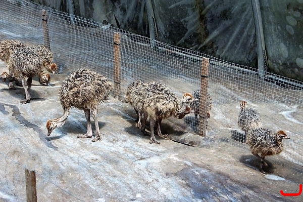 Straussenfarm_9